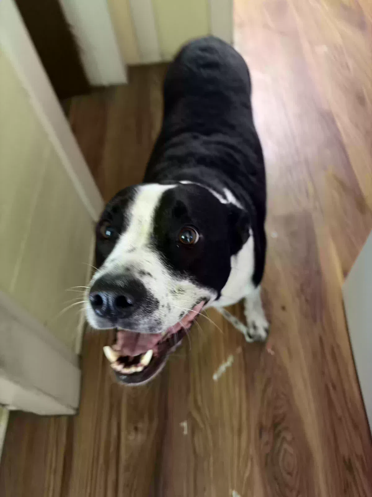 Buster, Borador (border collie and Labrador ) Dog for adoption in Ariton, AL, 36311