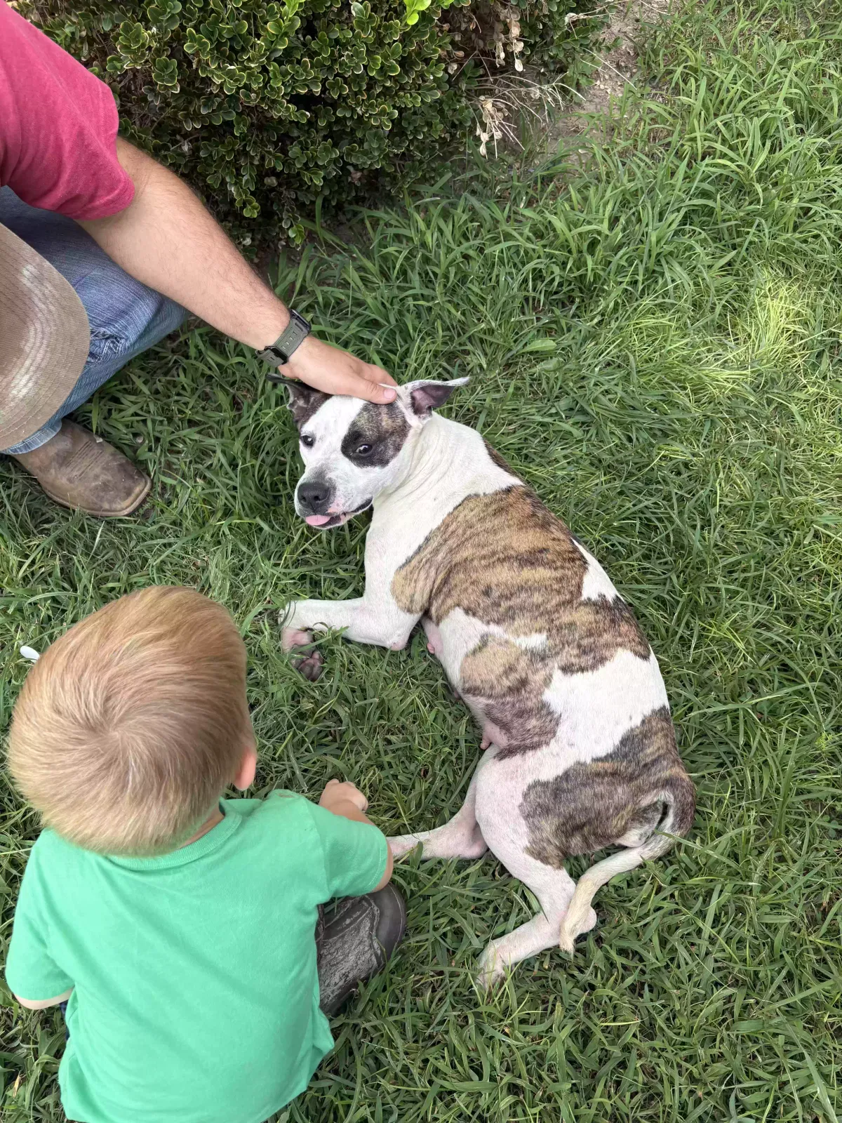 Dog, Unknown Dog for adoption in Kennett, MO, 63857