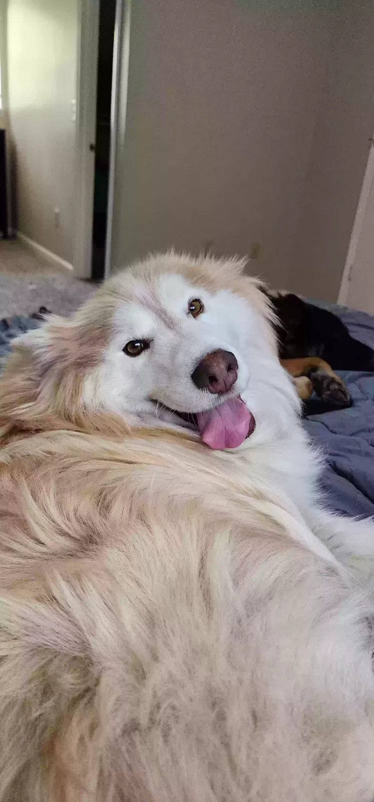 Dog, Siberian Husky Dog for adoption in Mableton, GA, 30126
