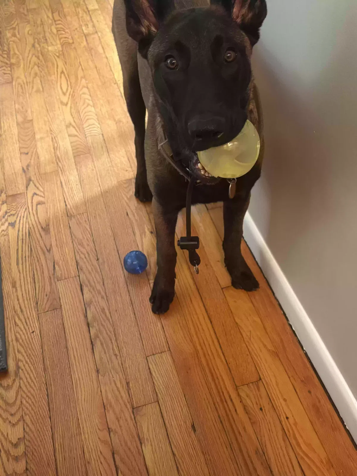 Country, Belgian Malinos Dog for adoption in East Stroudsburg, PA, 18301