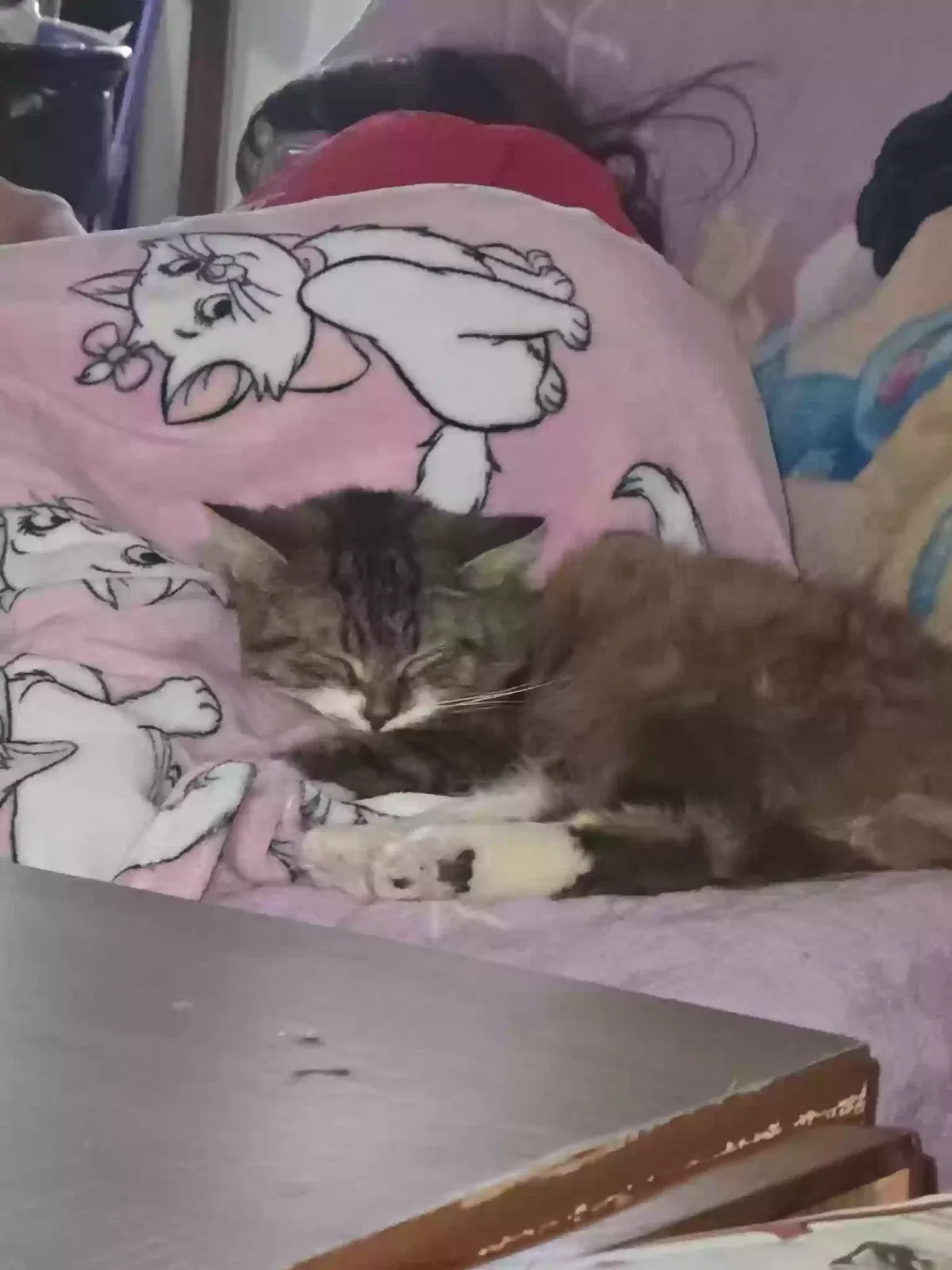 Cat, Norwegian Forest Cat Cat for adoption in Lily, KY, 40740