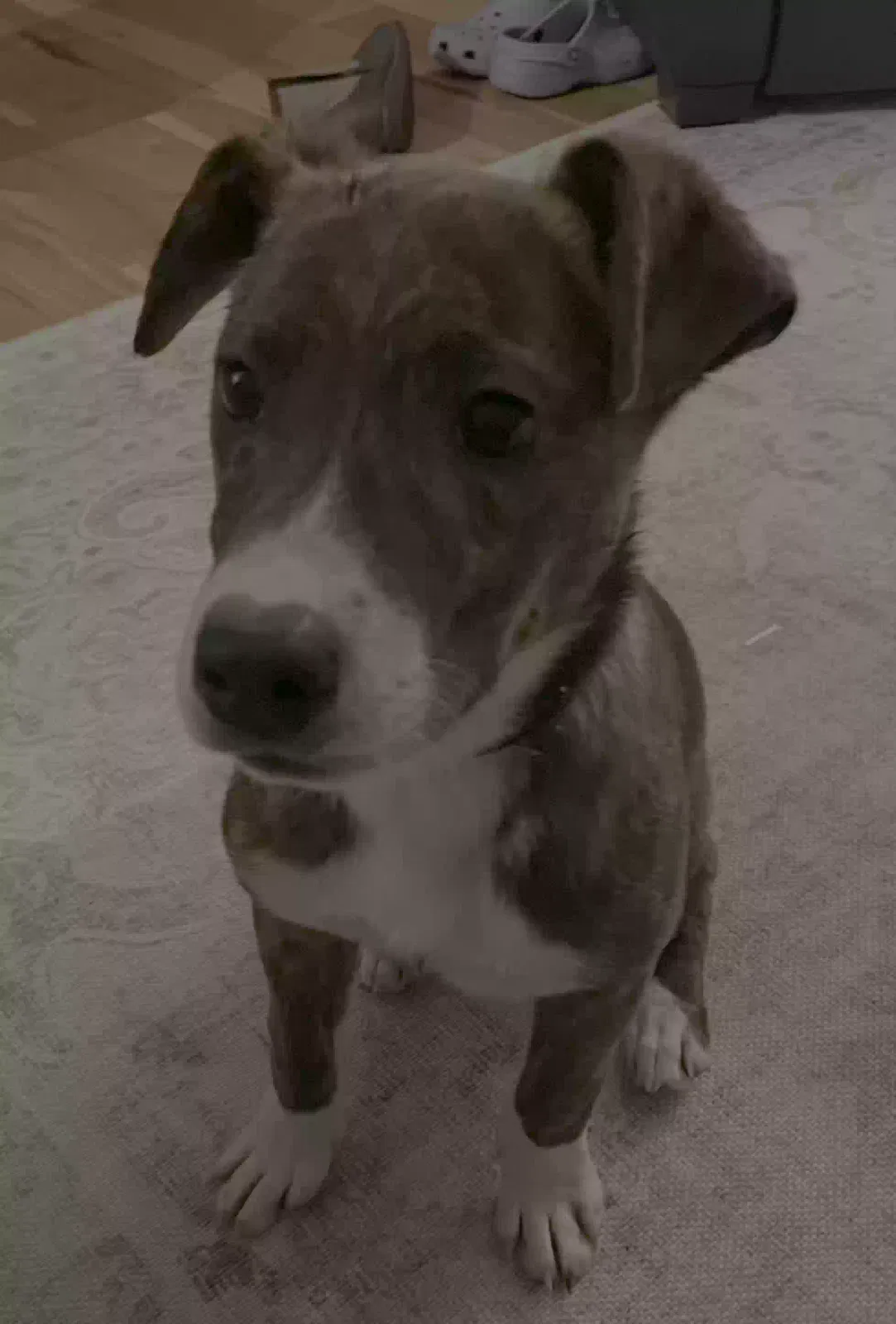 Woody, Unknown Dog for adoption in Cumming, GA, 30040
