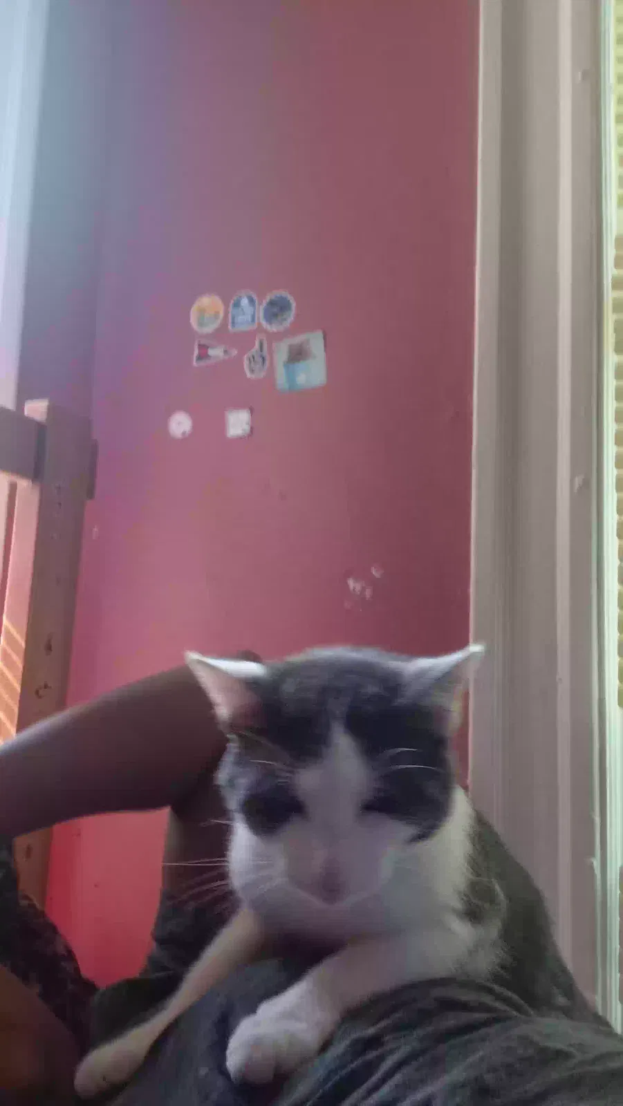 Prince, Unknown Cat for adoption in Hartford, CT, 6112