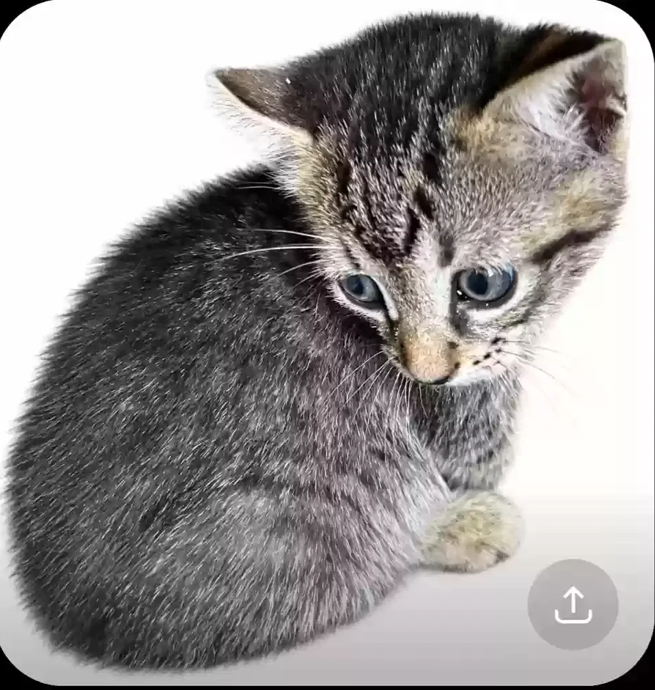 Lola, Domestic Cat for adoption in Norcross, GA, 30093