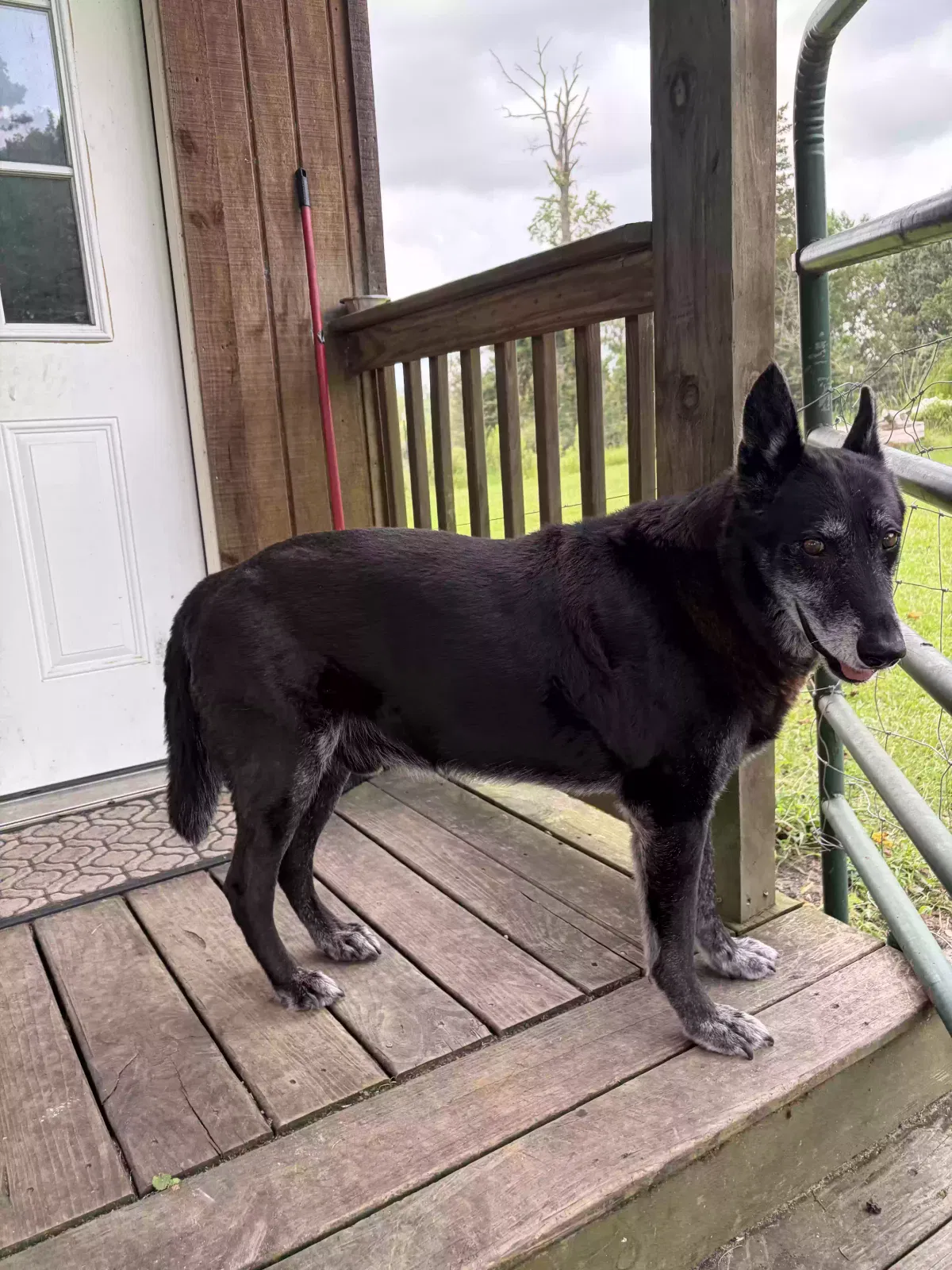Mudd, Black German Shepherd Dog for adoption in Ariton, AL, 36311