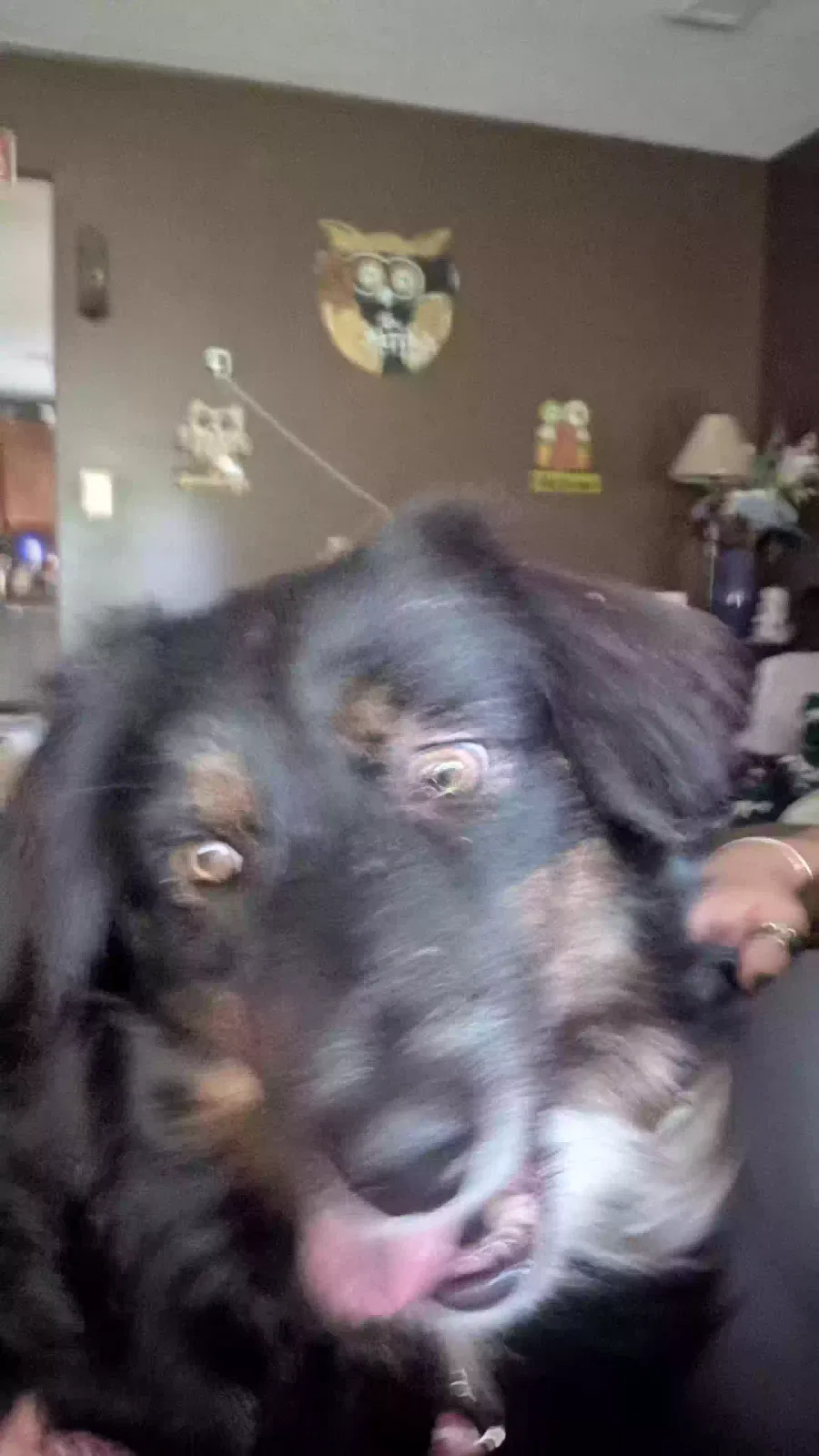 Chief, Australian shepherd Dog for adoption in Emerson, GA, 30137