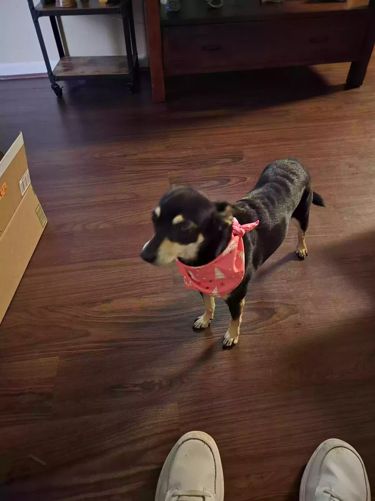 Dog, Unknown Dog for adoption in Houston, TX, 77092