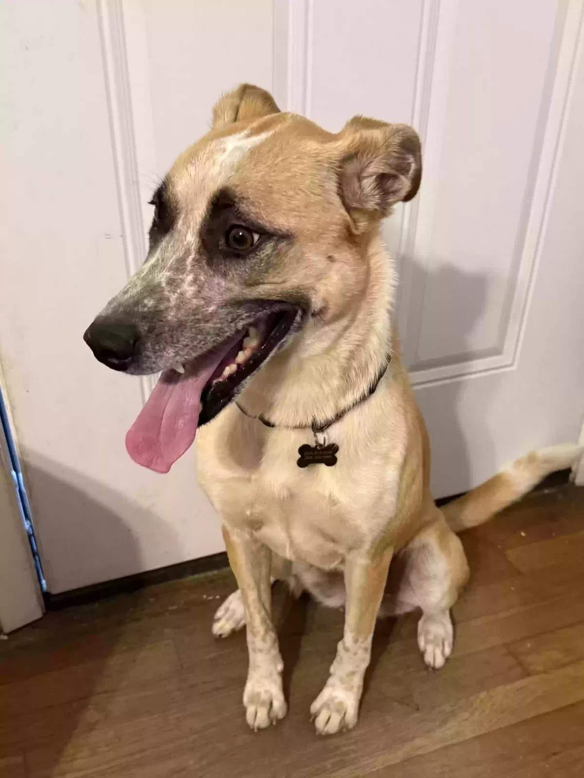 Dog, German Shephard Mix Dog for adoption in Brownwood, TX, 76801