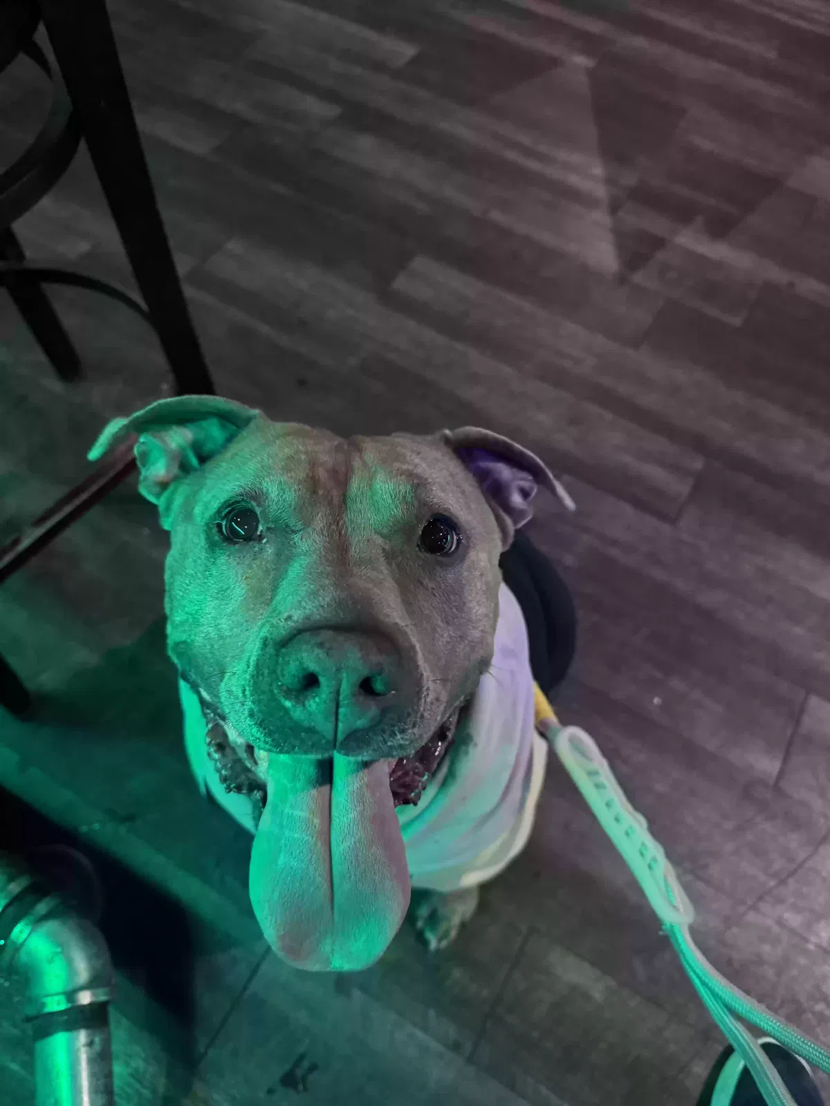 Blue, Pitbull mix Dog for adoption in Chicago, IL, 60632