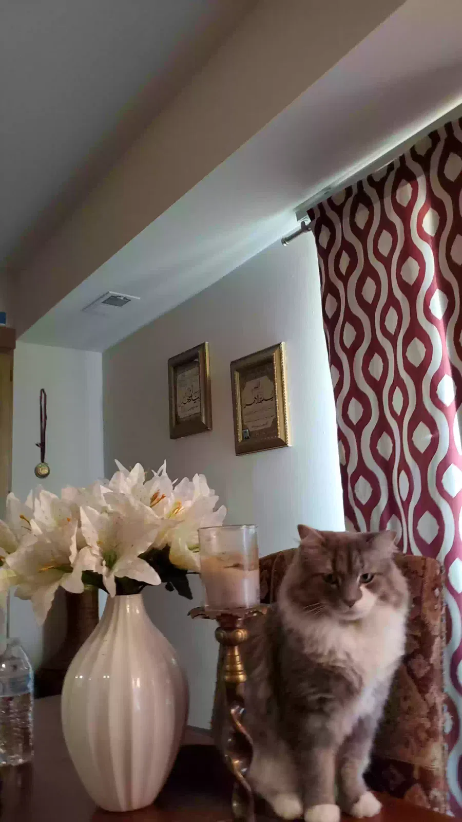 Bobo, Domestic long hair Cat for adoption in Frederick, MD, 21702