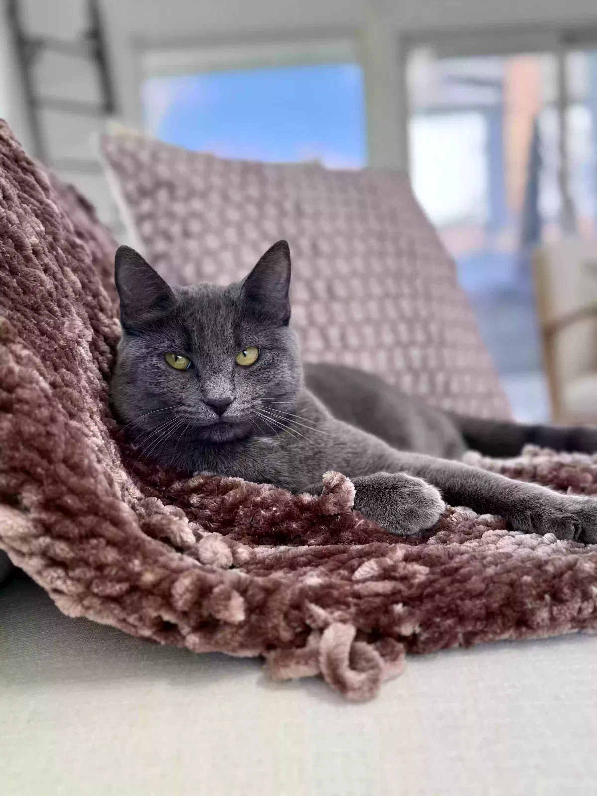 Cat, Shorthair mix Cat for adoption in Silver Spring, MD, 20905