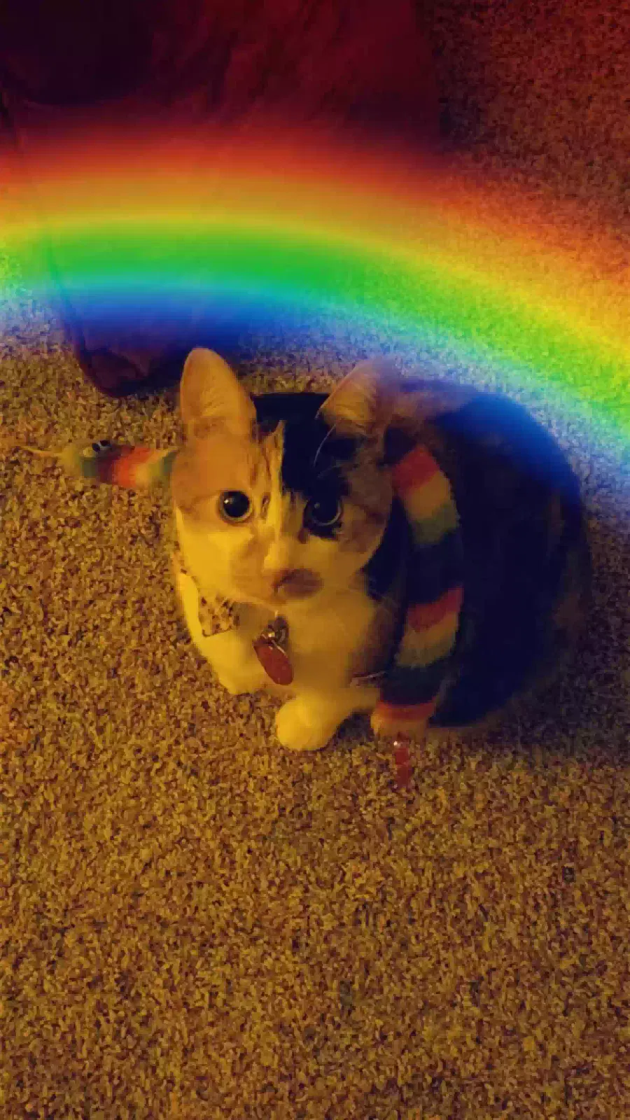 Nala, Calico Cat for adoption in Royse City, TX, 75189