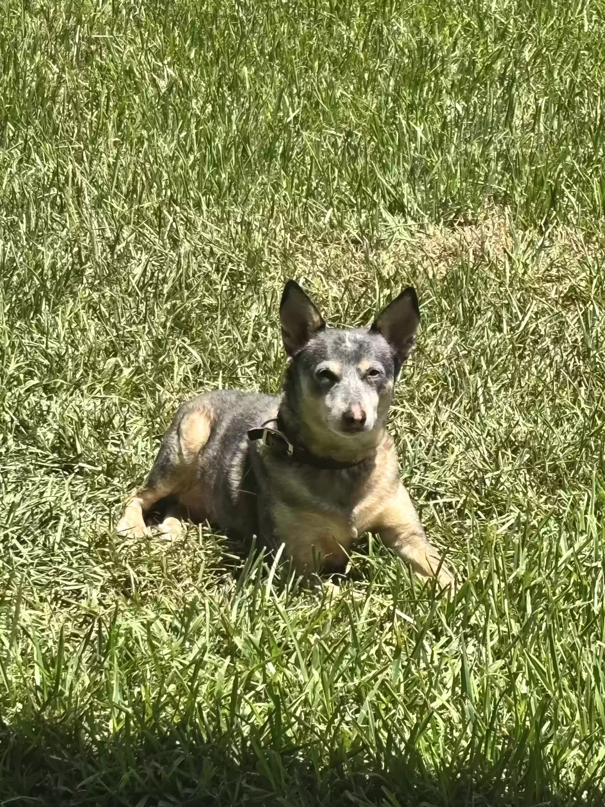 Rey, Blue heeler mix Dog for adoption in Conroe, TX, 77301