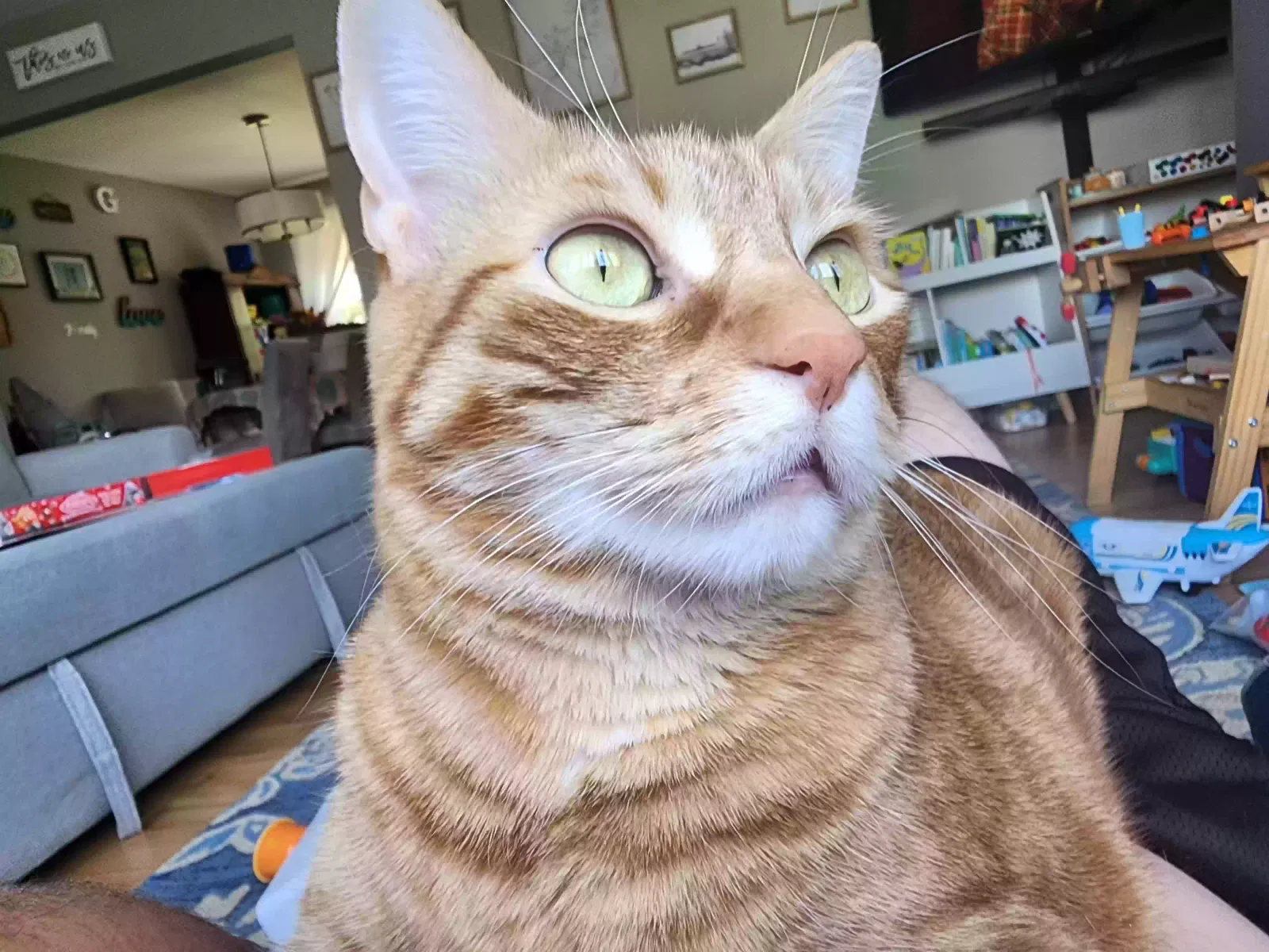 Oliver, Unknown Cat for adoption in Old Bridge, NJ, 8857