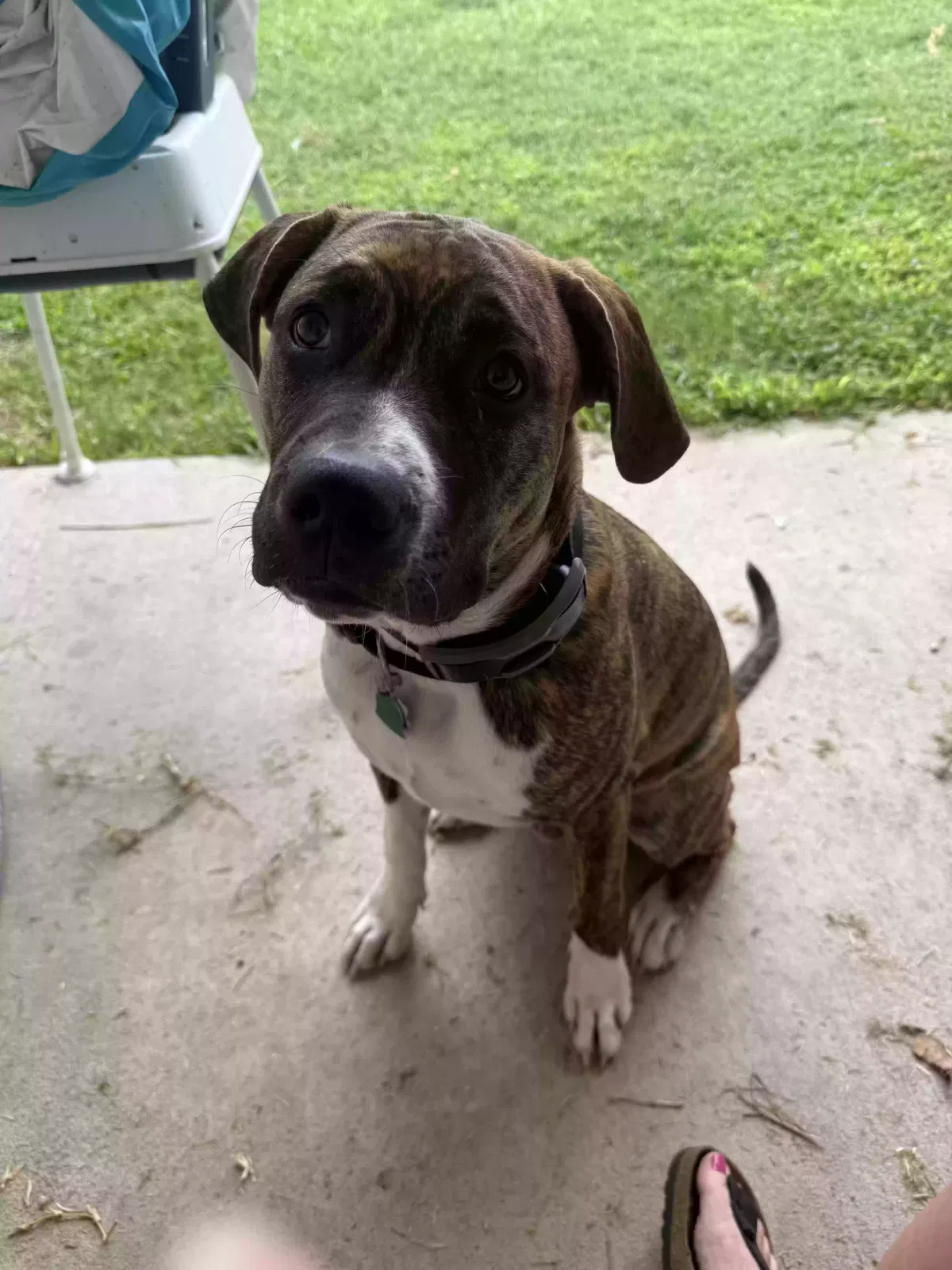 Boots, 48% American Pit Bull Terrier 21% American Staffordire Terrier Dog for adoption in Killeen, TX, 76549