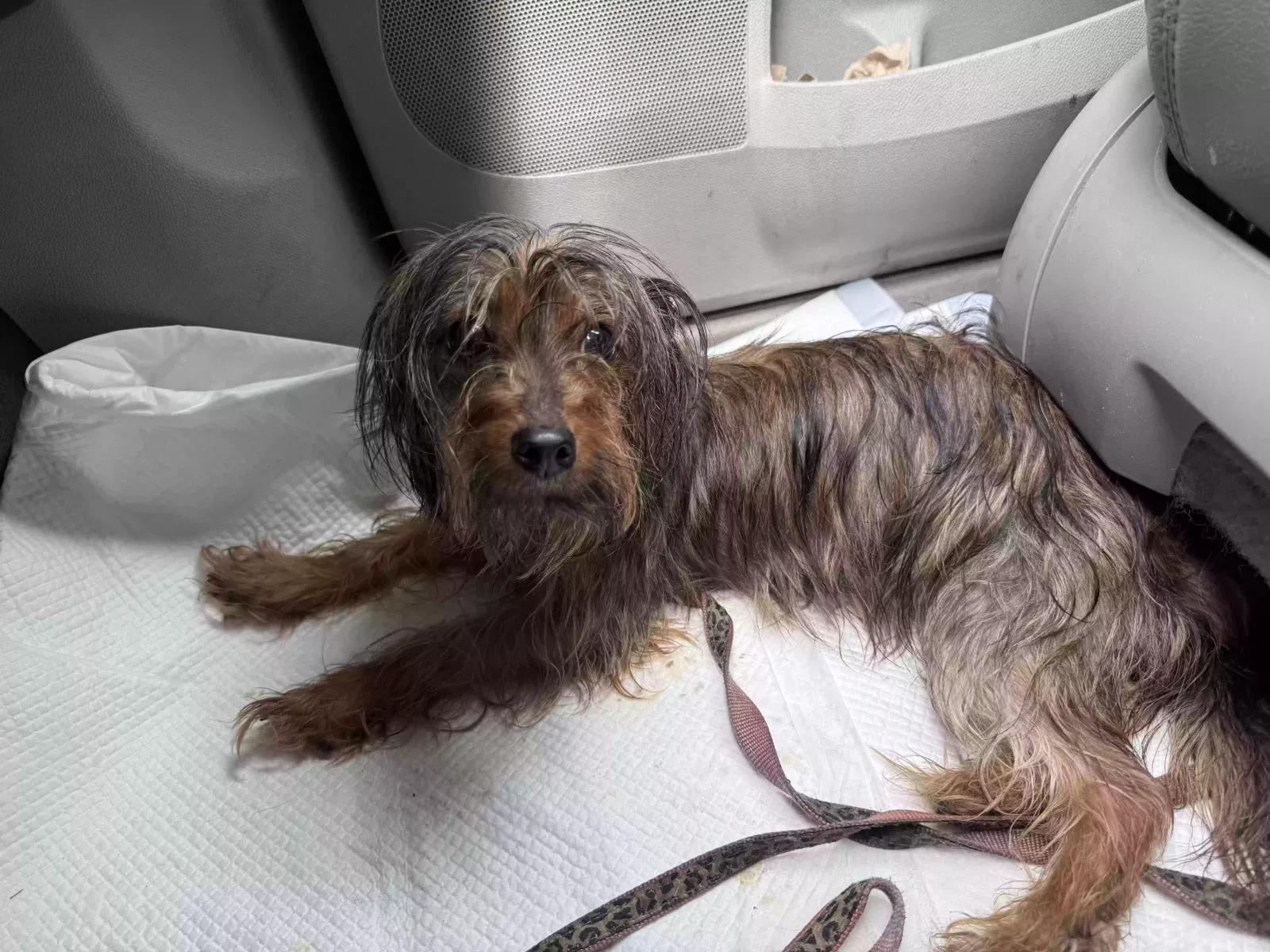 Keanu, Unknown Dog for adoption in Conyers, GA, 30013