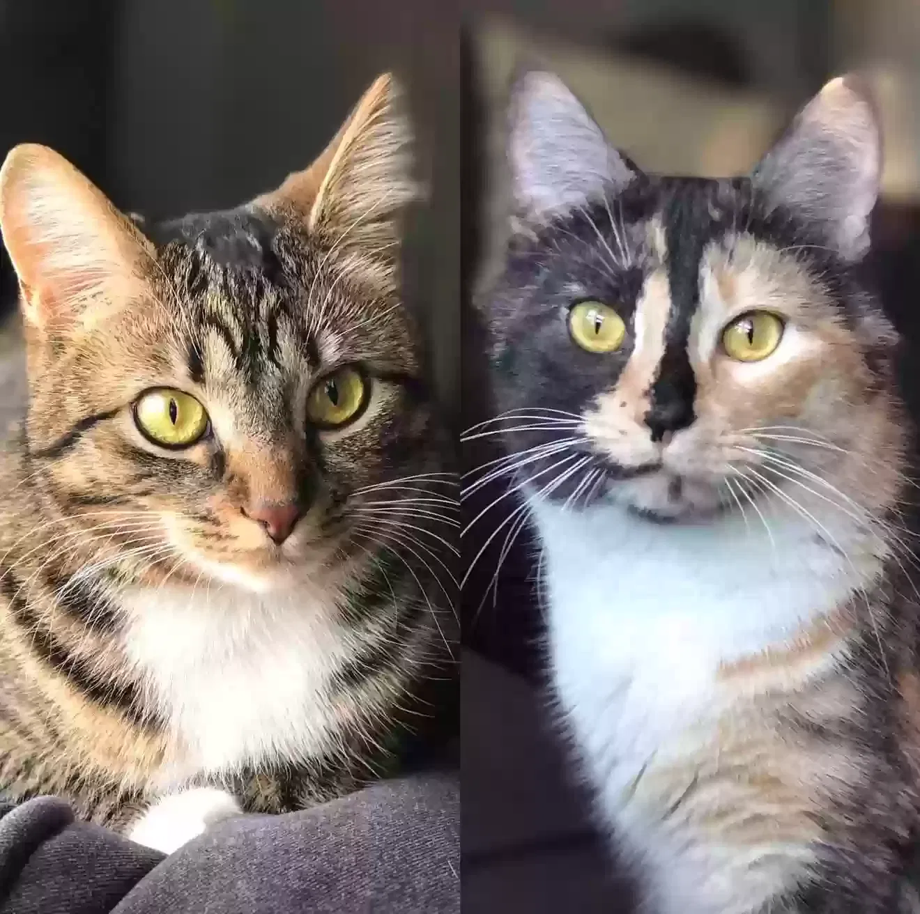 Cat, Domestic short hair Cat for adoption in Huntertown, IN, 46748