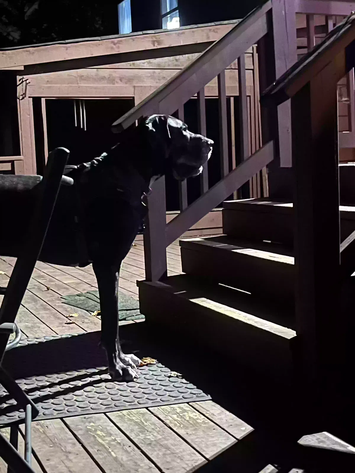 Dog, Great Dane Dog for adoption in Marietta, GA, 30062