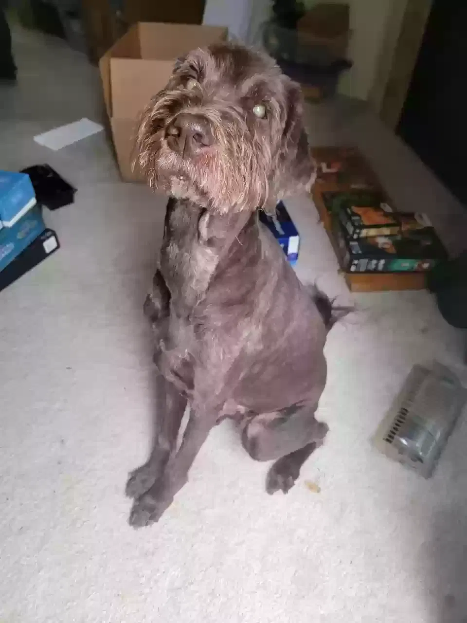 Buffy, labrador poodle Dog for adoption in Portland, OR, 97203