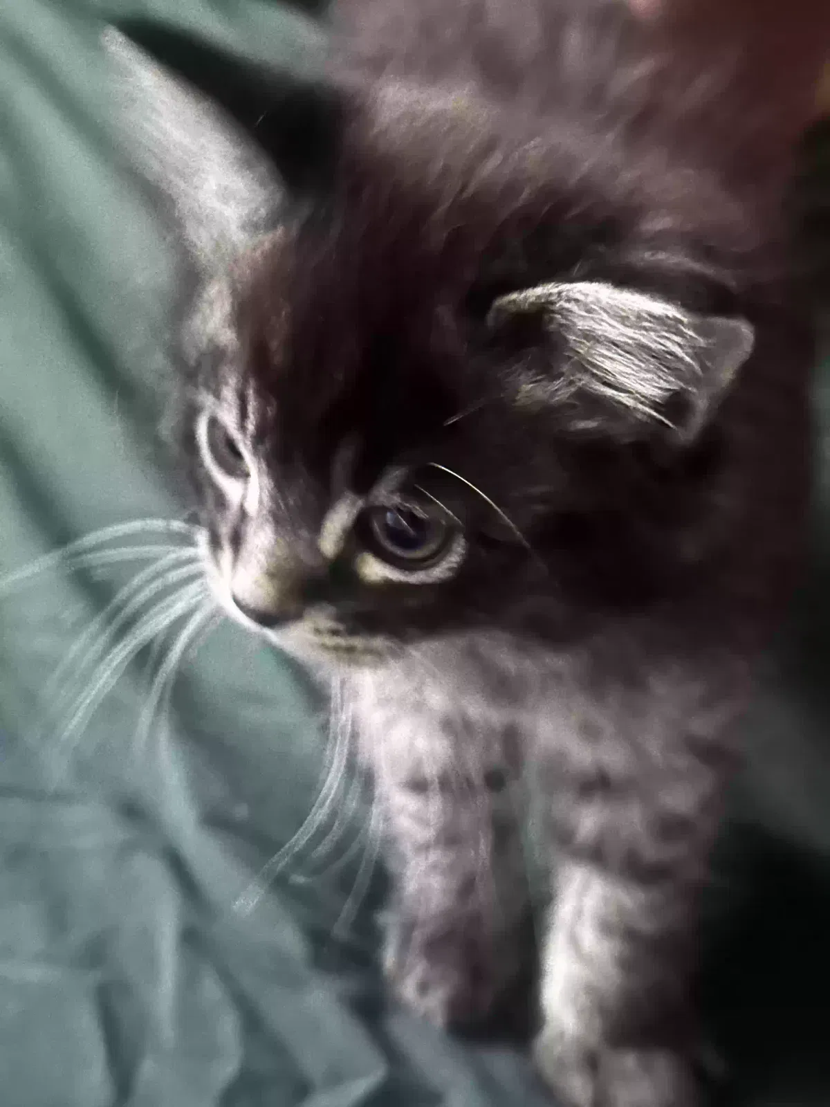 Cat, Unknown Cat for adoption in Anaheim, CA, 92805