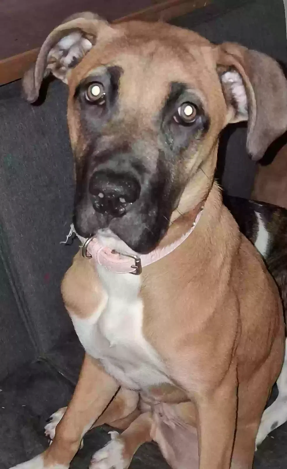 Lilly and puddin, Boxer red heeler Dog for adoption in Hardin, KY, 42048
