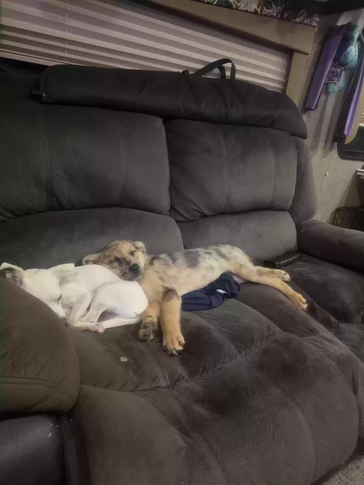 Kona, Catahoula shepard Dog for adoption in Cowpens, SC, 29330