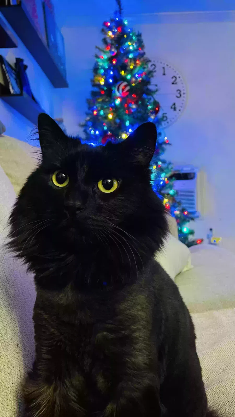 Berkeley, Chantilly Tiffany Cat for adoption in Danielson, CT, 6239
