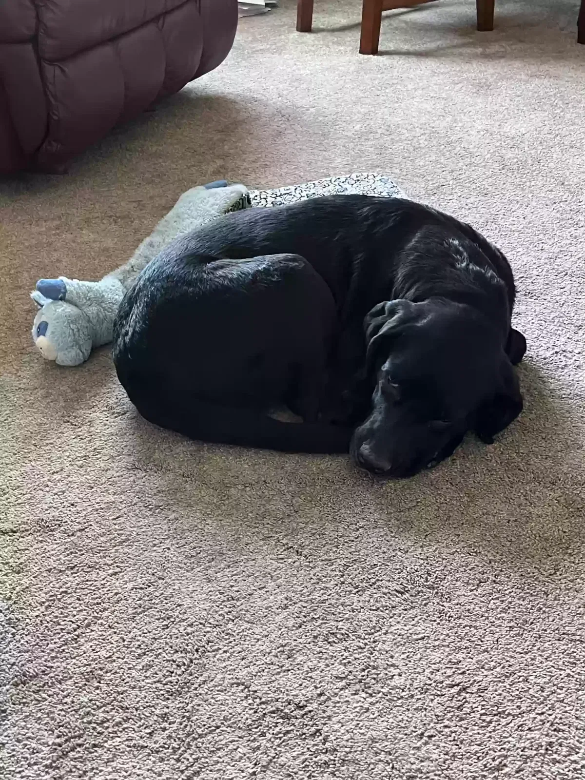 Zen, labrador mix Dog for adoption in Windsor, CO, 80550