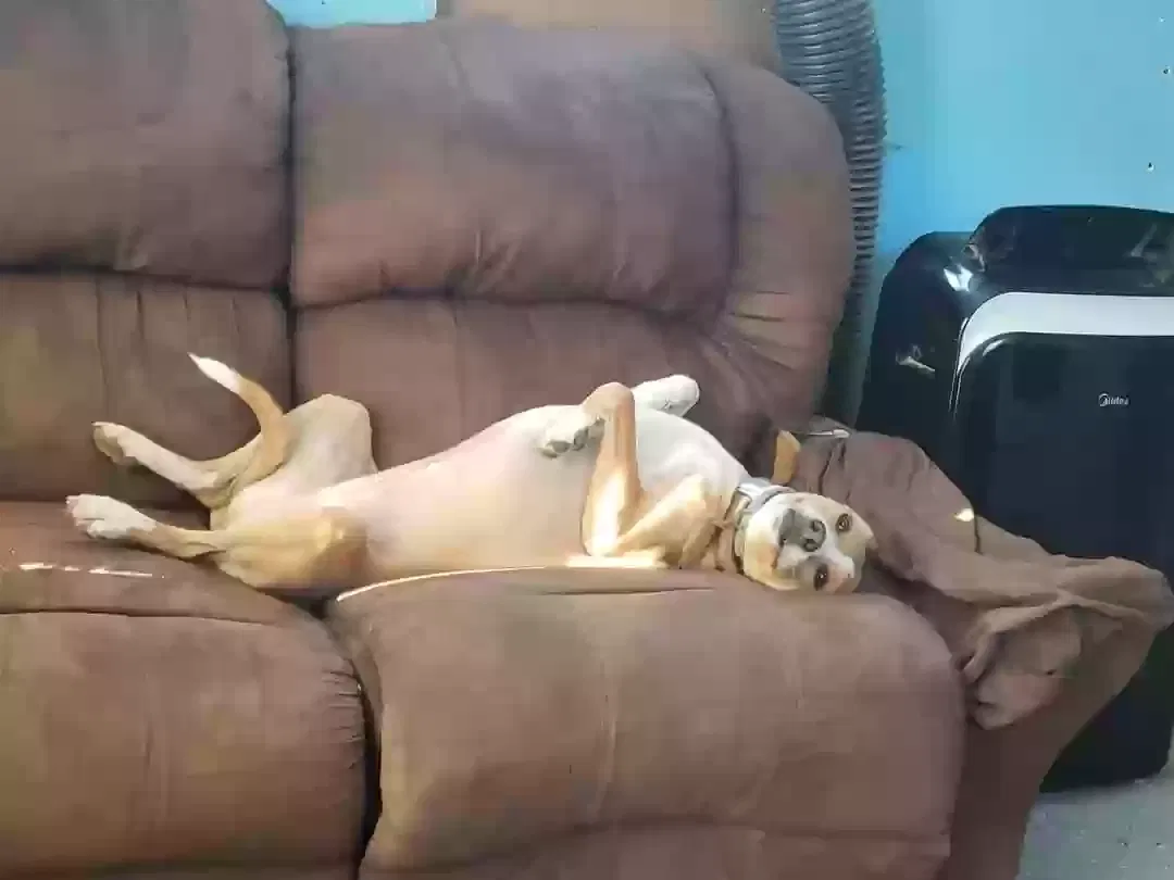 Minnie, Hound Mix Dog for adoption in Hohenwald, TN, 38462