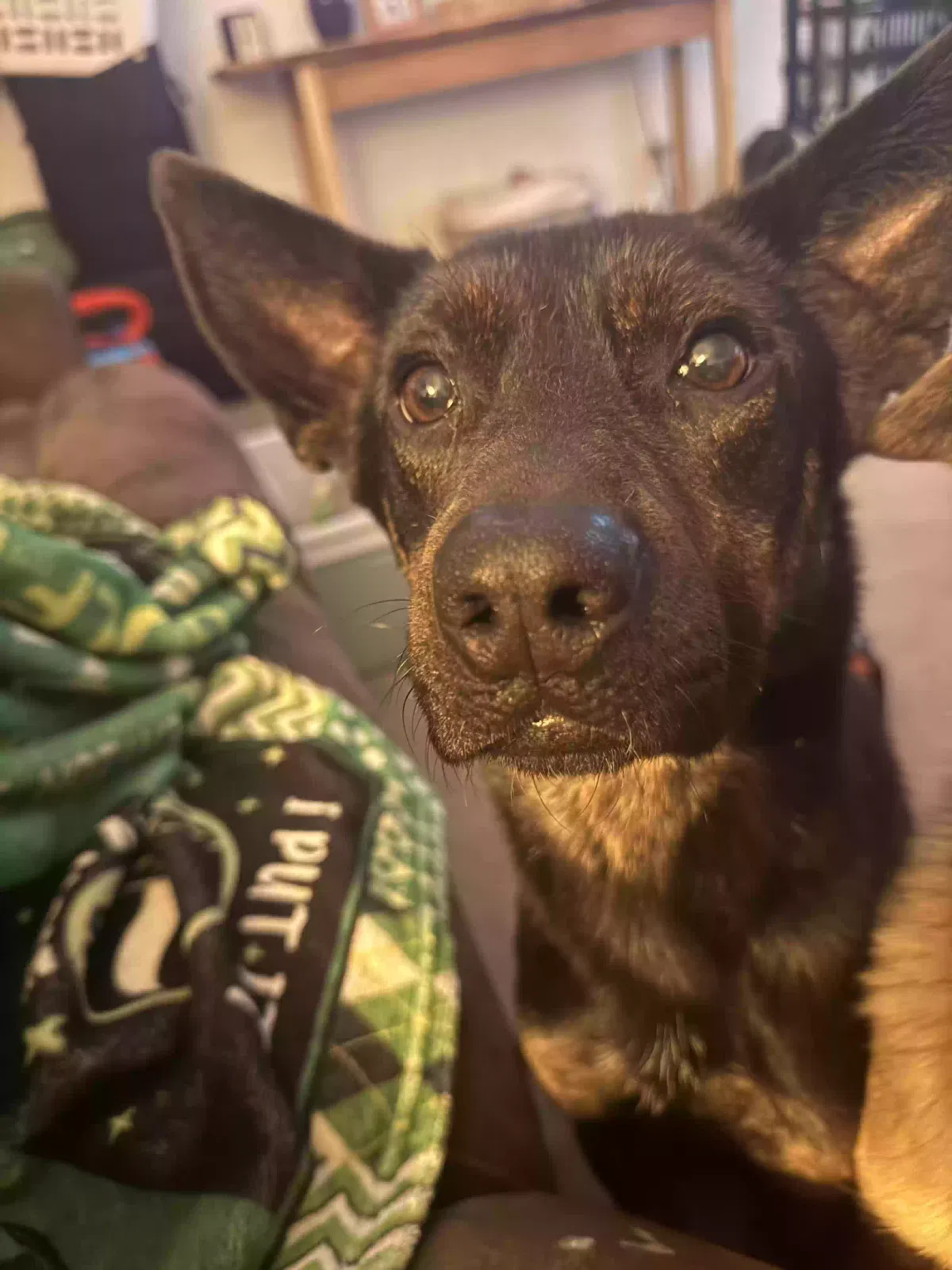 Winston, Unknown Dog for adoption in Crystal City, MO, 63019