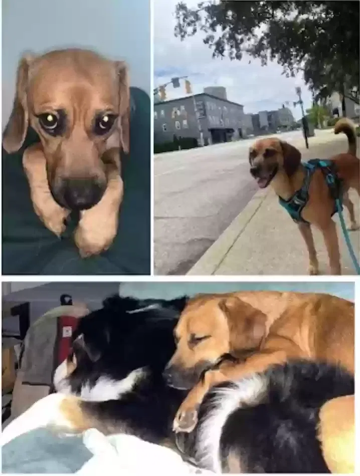 Santa, Beagle and pug mix Dog for adoption in Indianapolis, IN, 46201