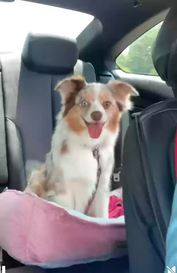 Azalea (Zsa Zsa), Miniature Australian Shepherd Dog for adoption in Opp, AL, 36467