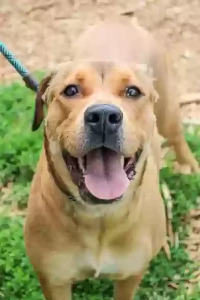 Spooks, Unknown Dog for adoption in Decatur, GA, 30032