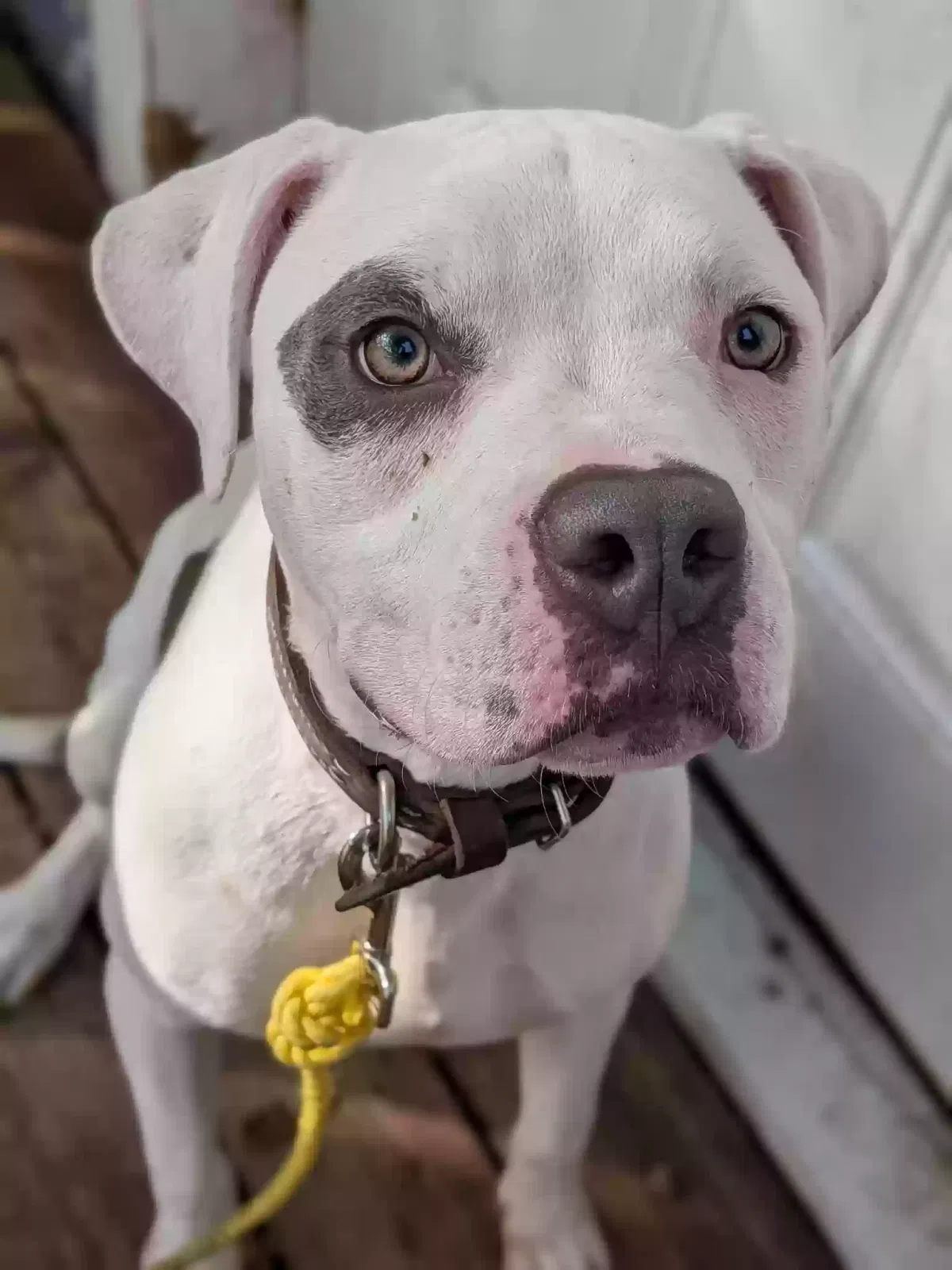 Dog, Unknown Dog for adoption in Princeton, TX, 75407