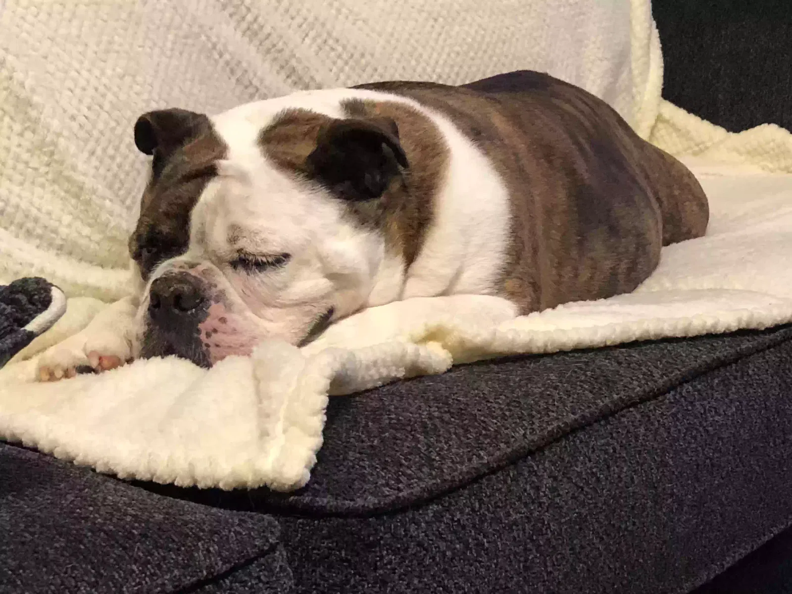 Dog, English bulldog Dog for adoption in Powder Springs, GA, 30127