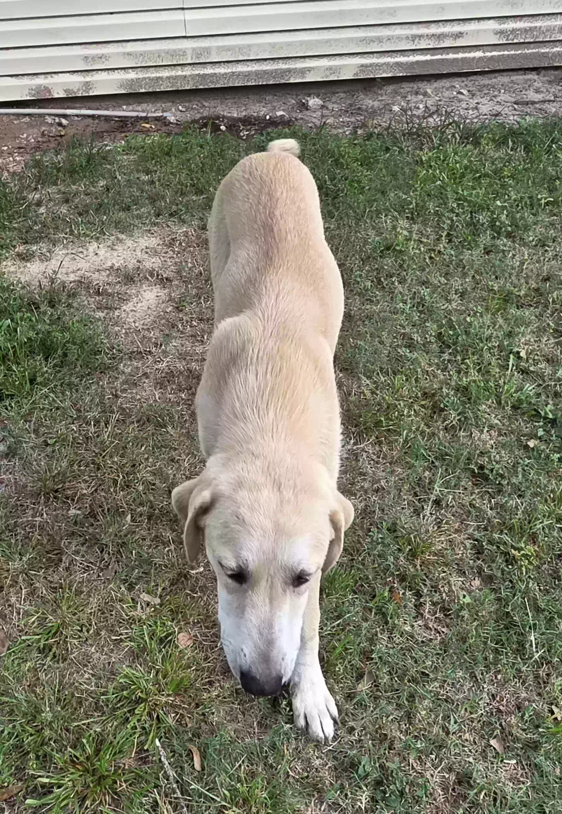 Rex, Anatolian shepherd/pyrenese mix Dog for adoption in Conroe, TX, 77303