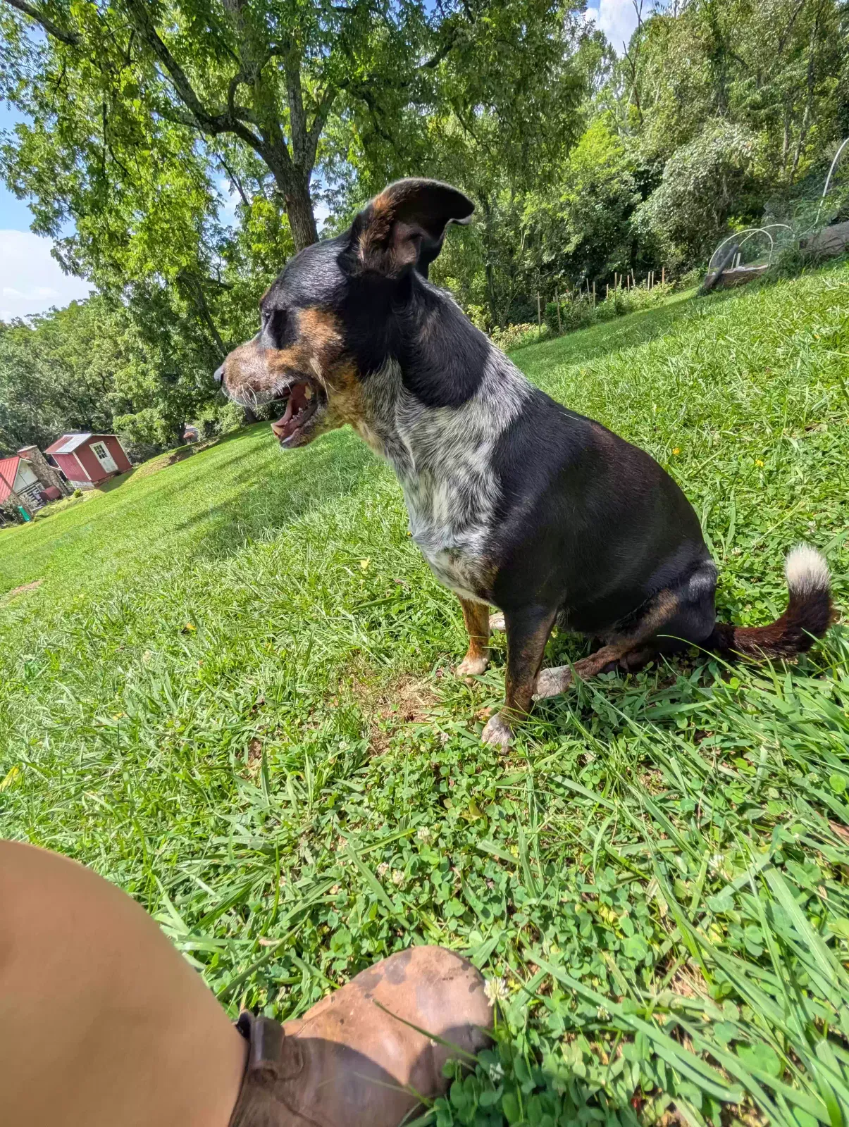 Pippi, Unknown Dog for adoption in Alexander, NC, 28787