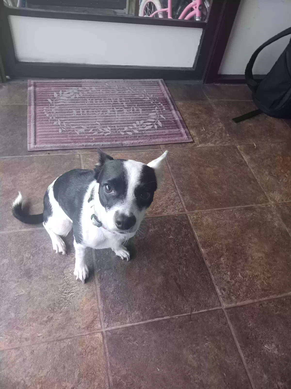 Dog, Chihuahua Dog for adoption in Wesley Chapel, FL, 33543