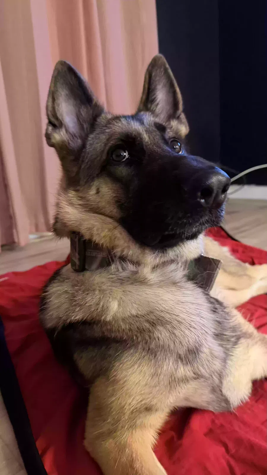 Annie, German Shepherd Dog for adoption in Kihei, HI, 96753
