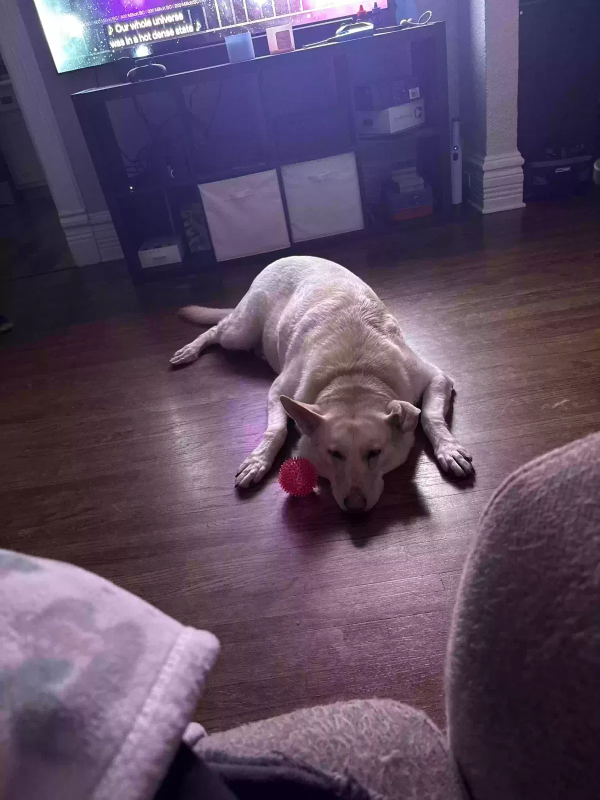 Leia, Labrador Dog for adoption in Joliet, IL, 60435