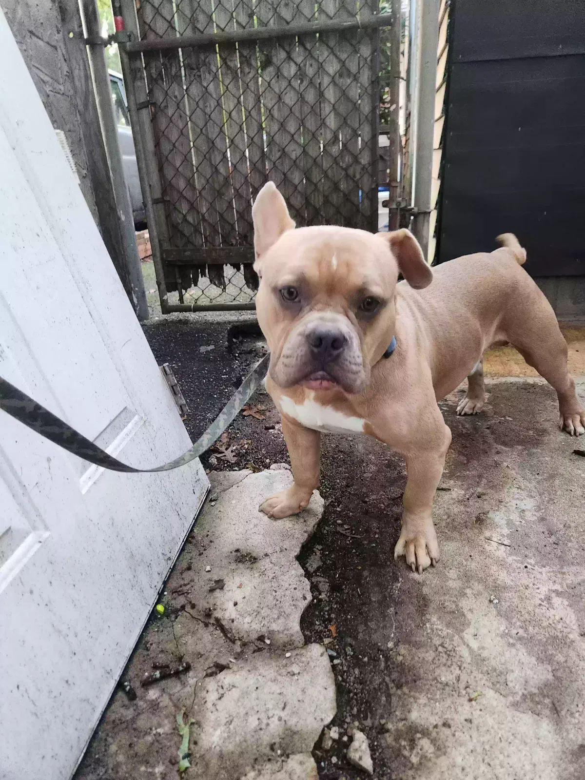 Dog, Unknown Dog for adoption in Mastic, NY, 11950