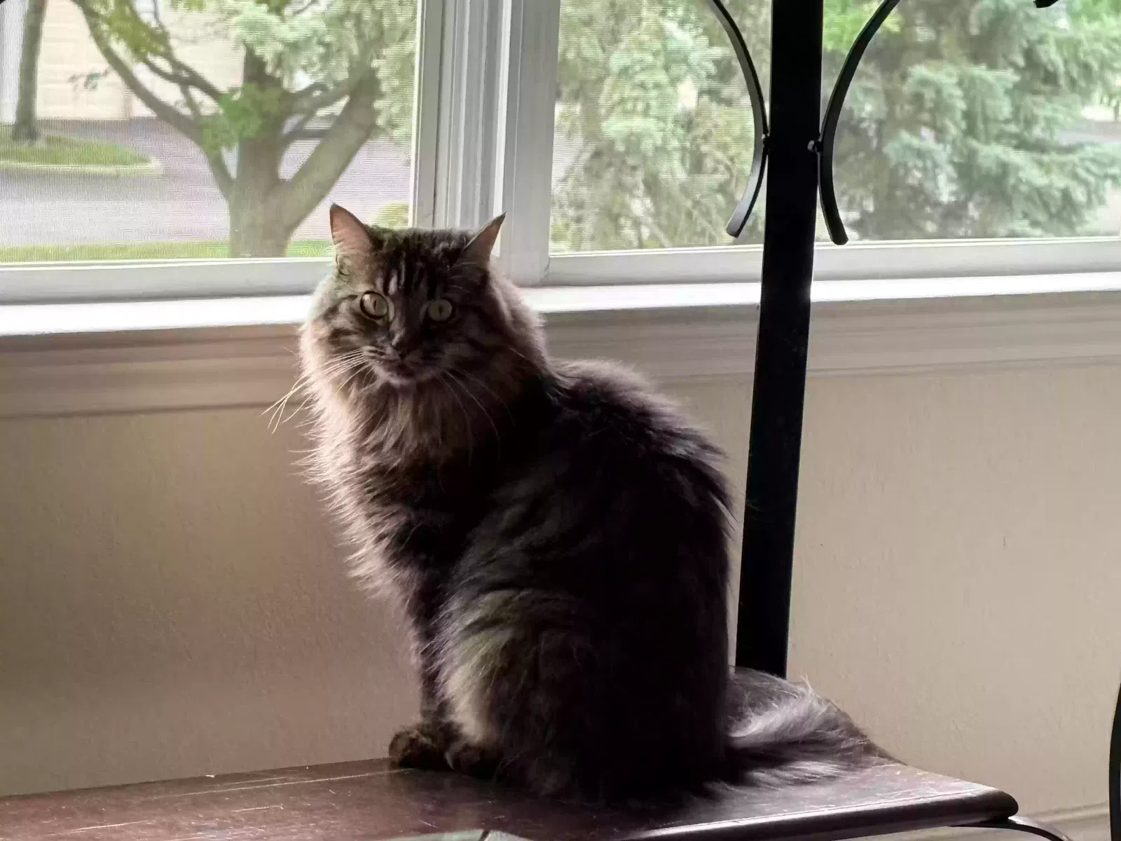 Finny, Unknown Cat for adoption in Columbus, OH, 43240