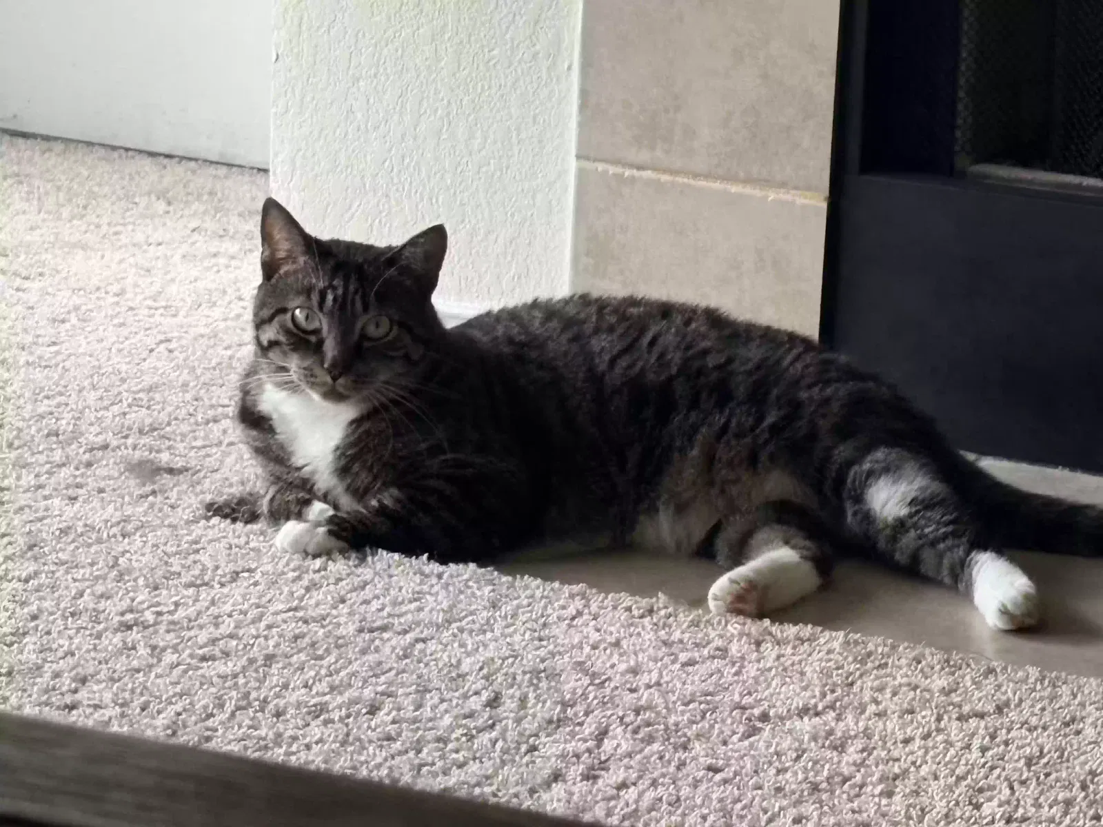 Murray, Unknown Cat for adoption in Columbus, OH, 43240