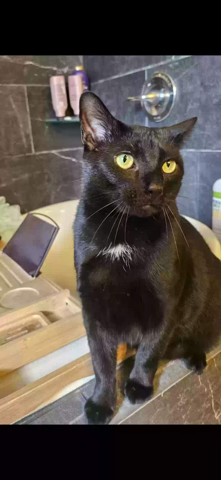 Tuck, Unknown Cat for adoption in Paris, KY, 40361