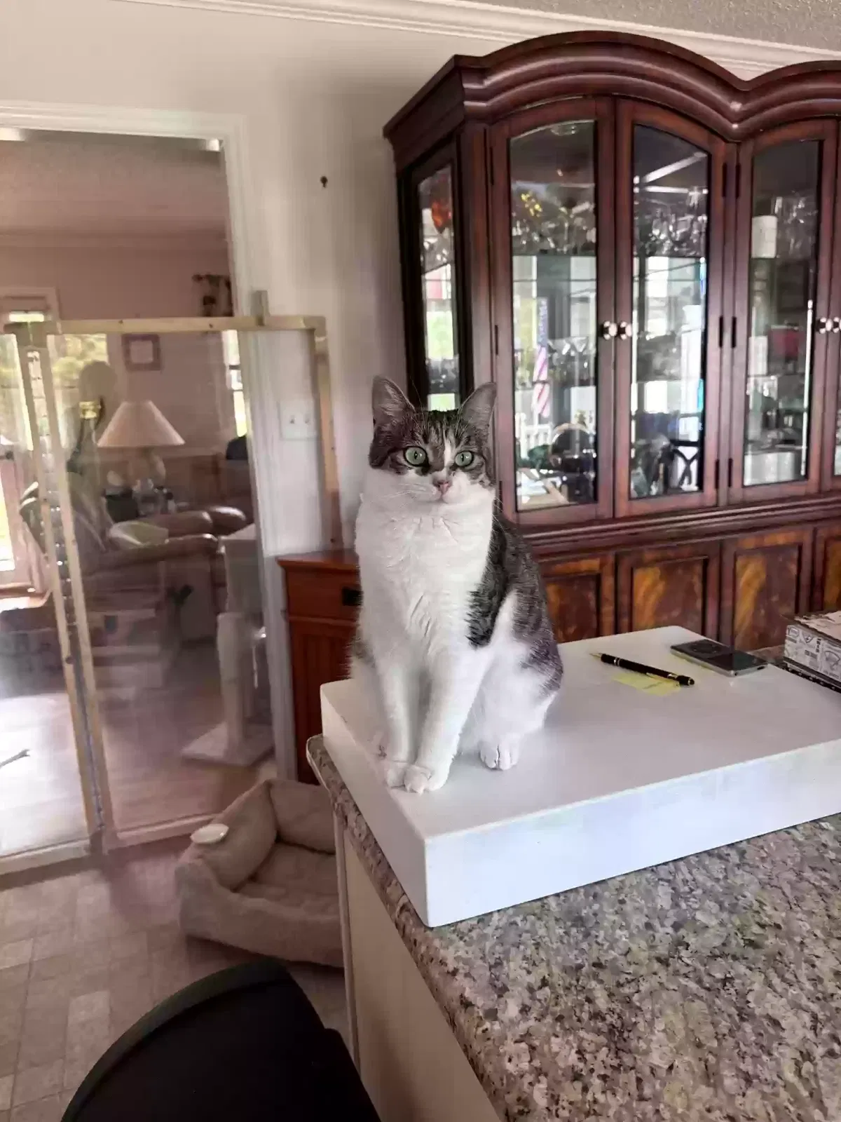 Flower, Domestic Shorthair Cat for adoption in Randleman, NC, 27317