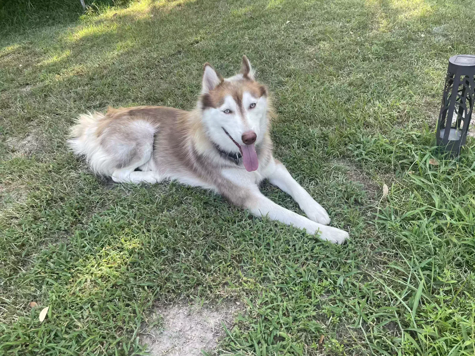 Unknown-, Husky Dog for adoption in Magnolia, TX, 77354
