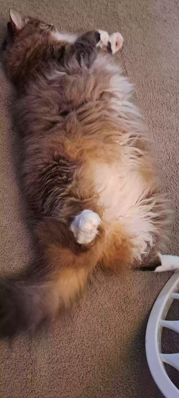 Whiskers, Mane Coon Cat for adoption in Atlanta, GA, 30331