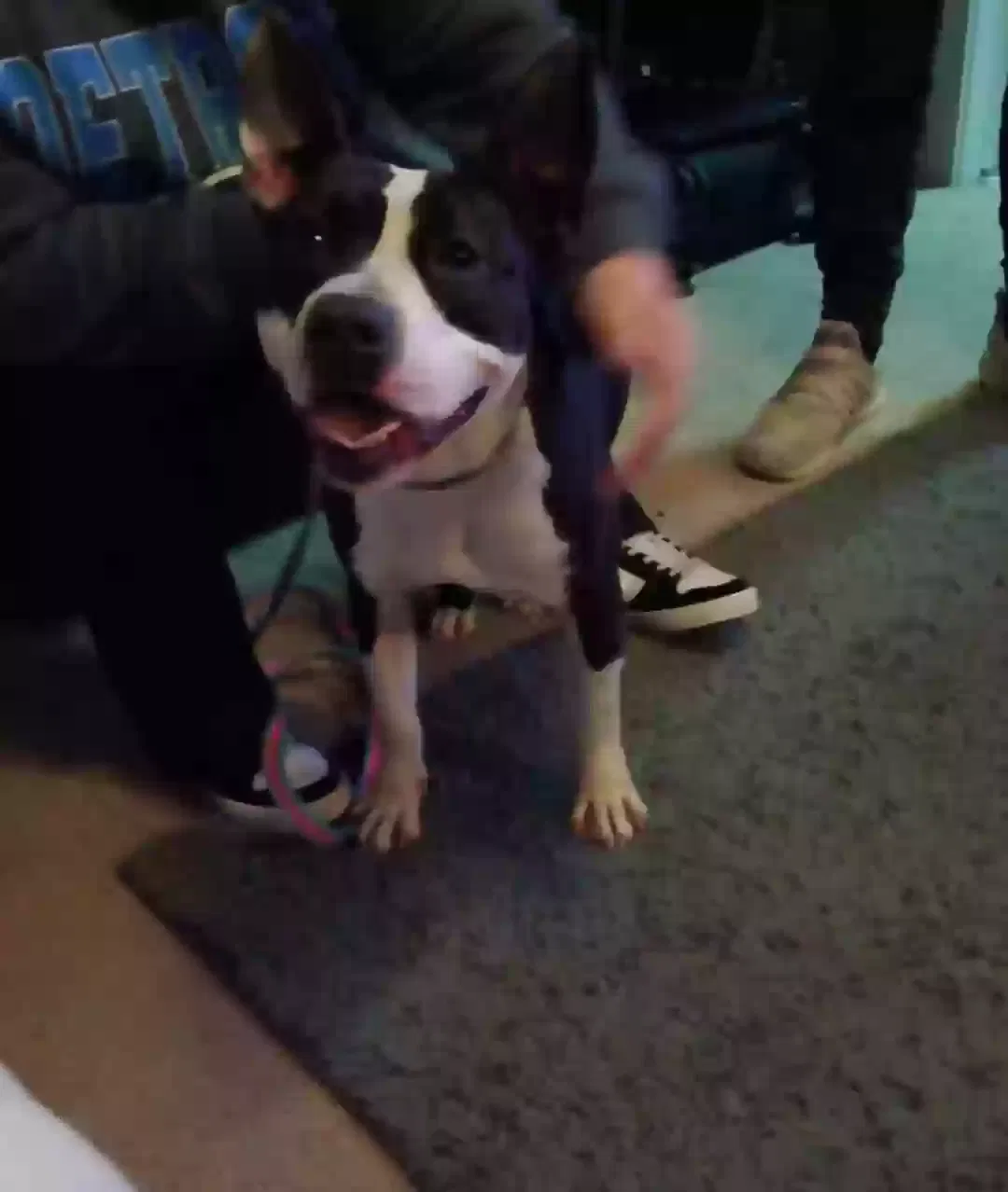 Pheobe, Pitt mix Dog for adoption in Portland, MI, 48875