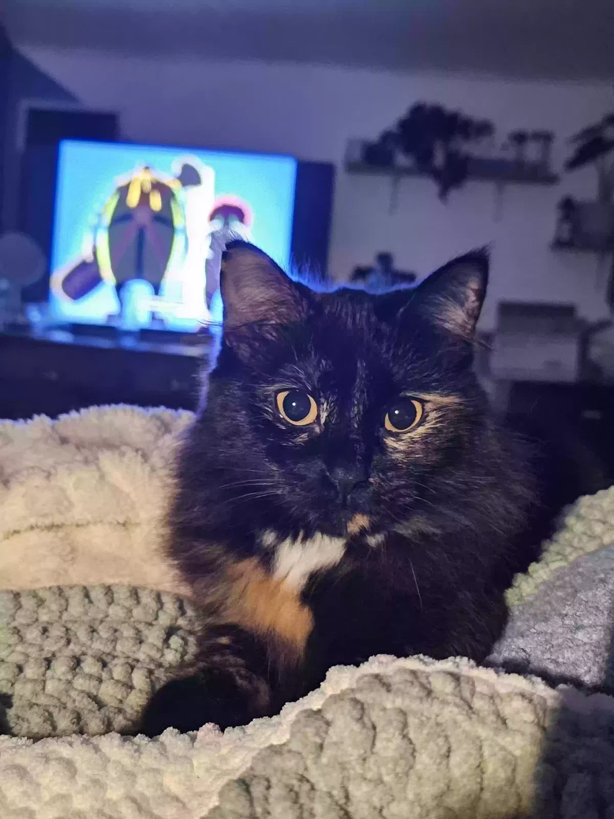 Daisy, Domestic medium hair Cat for adoption in Concord, GA, 30206