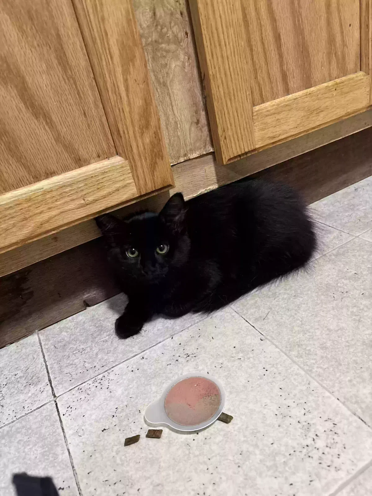 Hex, Unknown Cat for adoption in Paradis, LA, 70080